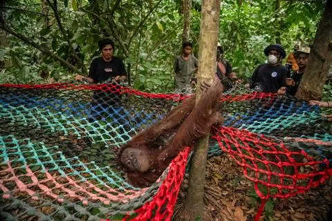 印尼自然康复倡议基金会人员9月初在西加里曼丹省邦戛（Pemangkat）的村子营救一只受野火影响而身体虚弱的红毛猩猩。据当地政府和救援人员称，过去一个月，已有15只红毛猩猩获救。（法新社）