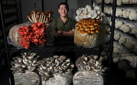 从对农业一窍不通，到创办Fogo Fungi，王政咏如今带领三人团队每月生产一至两吨鲜蘑菇。（何炳耀摄）